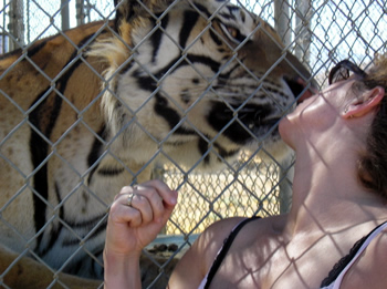 Tiger Kiss